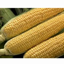 ���ł��H�ׂ���Ƃ����낱���u�����v