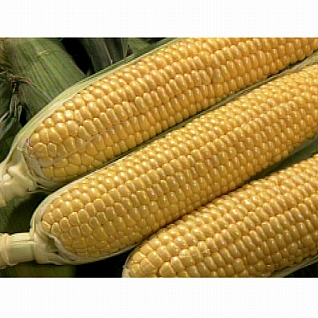 ���ł��H�ׂ���Ƃ����낱���u�����v